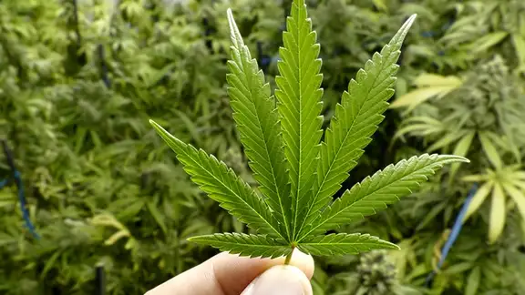 Toucher aux mauvaises herbes – réclamer les coûts de cannabis sur votre déclaration de revenus.